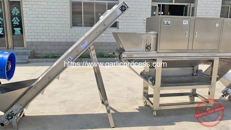 Chain-Type-Garlic-Peeling-Machine-Delivery-for-Italy